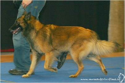 IHA Wels 2008